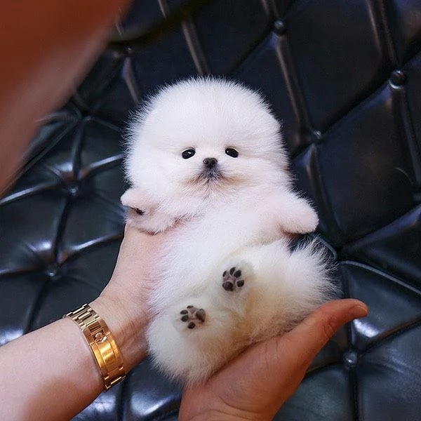 Bellissimo cucciolo di Pomerania Volpino maschio e femmina | Foto 3
