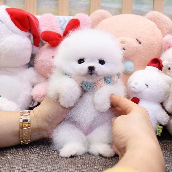 Bellissimo cucciolo di Pomerania Volpino maschio e femmina | Foto 2