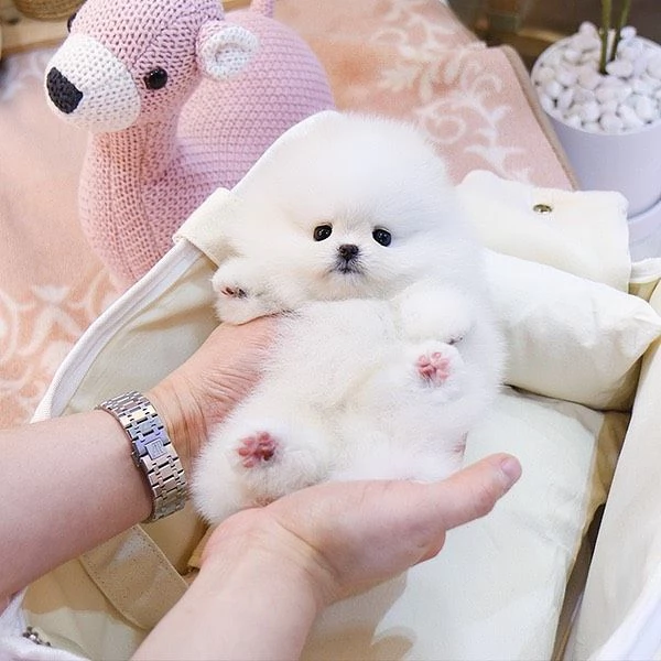 Bellissimo cucciolo di Pomerania Volpino maschio e femmina | Foto 0