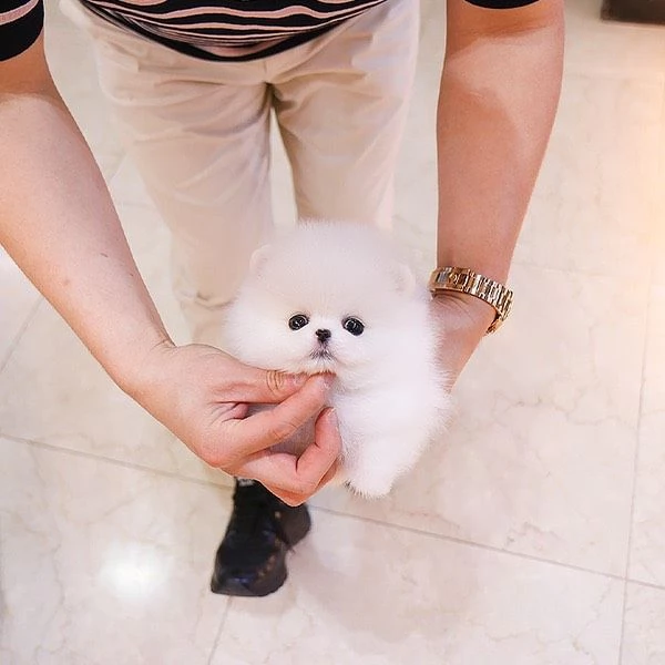 Bellissimo cucciolo di Pomerania Volpino maschio e femmina