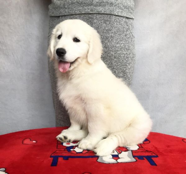 Cuccioli di golden retriever Bianchi | Foto 1