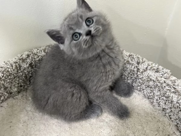 Gattini British Shorthair dolcissimi!!! | Foto 0