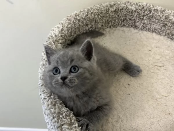 Gattini British Shorthair dolcissimi!!!