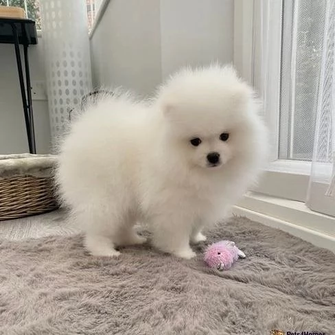 cuccioli di pomerania in adozione | Foto 3