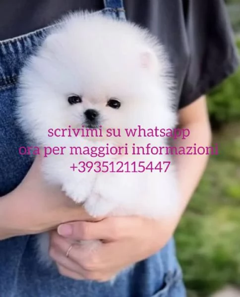cuccioli di pomerania in adozione