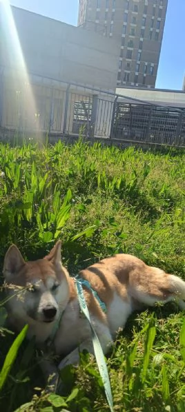 Vendo coppia di Shiba Inu: madre e figlia  | Foto 6