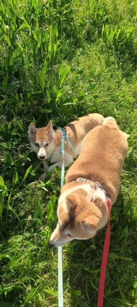 Vendo coppia di Shiba Inu: madre e figlia  | Foto 5