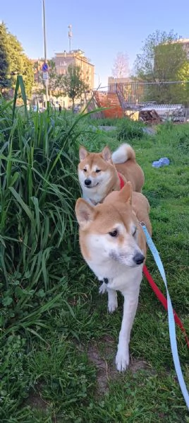 Vendo coppia di Shiba Inu: madre e figlia  | Foto 4