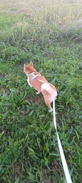 Vendo coppia di Shiba Inu: madre e figlia  | Foto 3