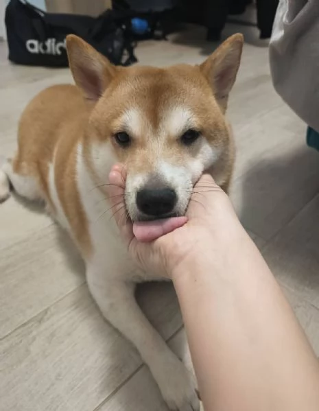 Vendo coppia di Shiba Inu: madre e figlia  | Foto 2
