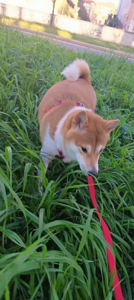 Vendo coppia di Shiba Inu: madre e figlia 
