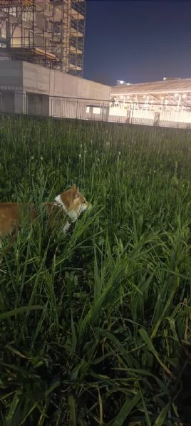 Vendo coppia di Shiba Inu: madre e figlia  | Foto 1