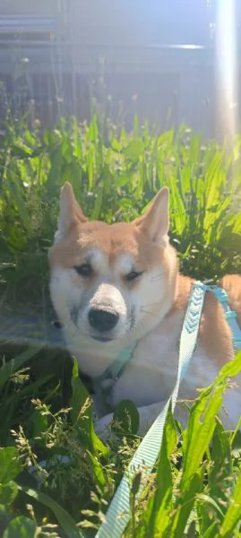 Vendo coppia di Shiba Inu: madre e figlia  | Foto 0