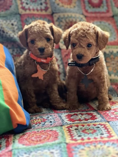 Vendo cuccioli di barboncino toy | Foto 6