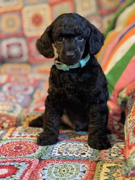 Vendo cuccioli di barboncino toy | Foto 5
