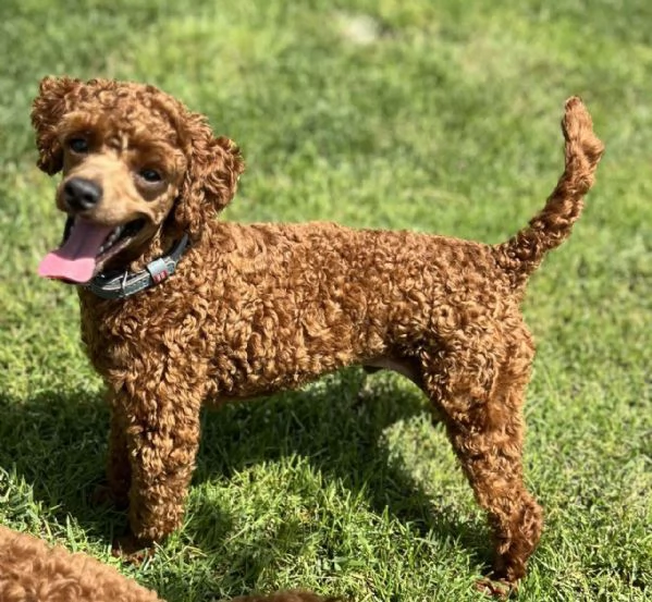 Vendo cuccioli di barboncino toy | Foto 4
