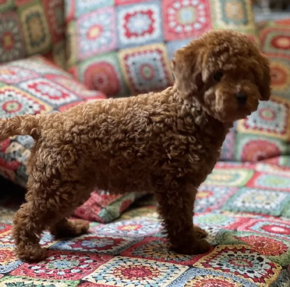 Vendo cuccioli di barboncino toy | Foto 3