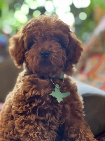 Vendo cuccioli di barboncino toy | Foto 1