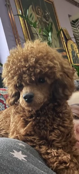 Vendo cuccioli di barboncino toy | Foto 0