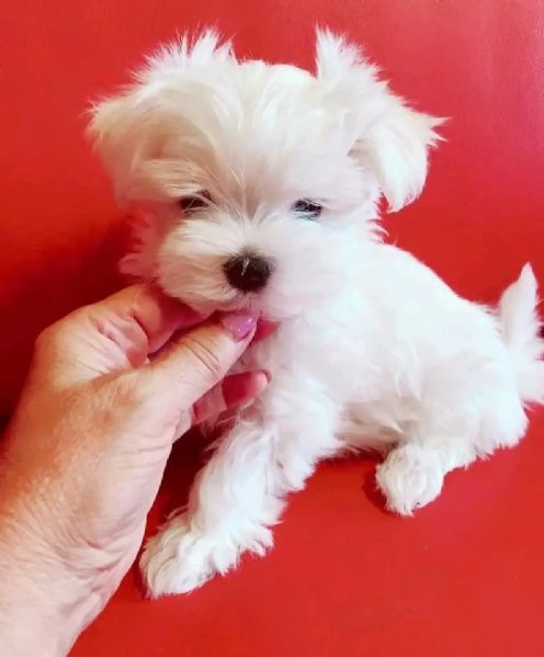 Maltese mini Toy