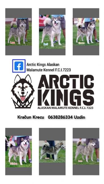 Alaskan Malamute puppies
