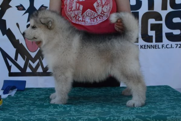 Alaskan Malamute puppies | Foto 3