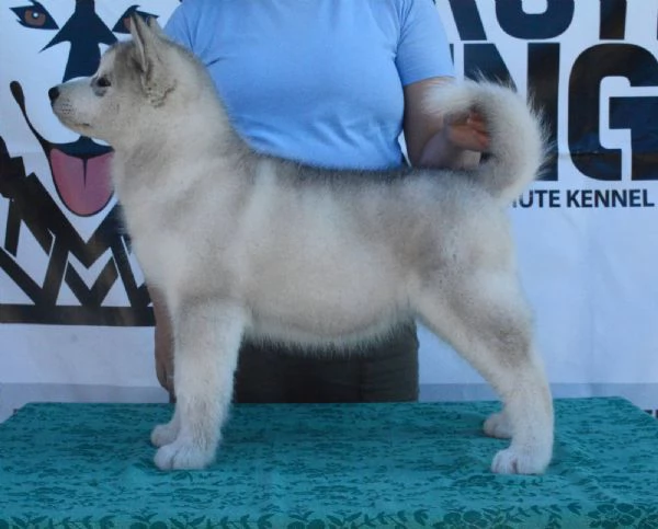 Alaskan Malamute puppies | Foto 2