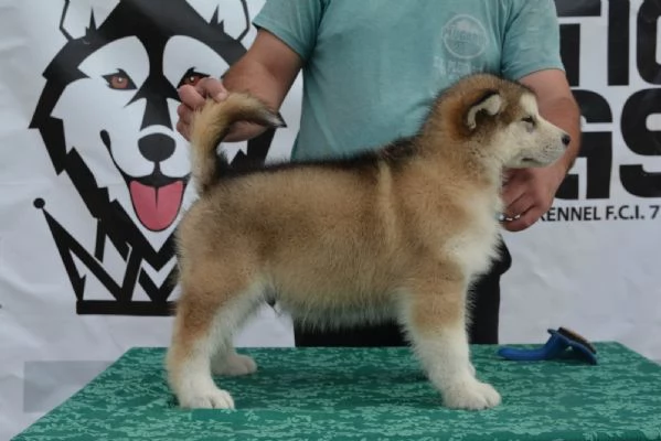 Alaskan Malamute puppies | Foto 1