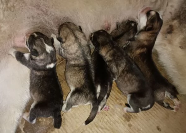 Alaskan Malamute puppies | Foto 0