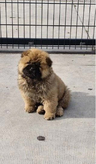Cau Cau Chow Chow Cattle of both sexes | Foto 3