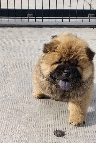 Cau Cau Chow Chow Cattle of both sexes | Foto 2