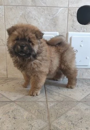 Cau Cau Chow Chow Cattle of both sexes | Foto 1