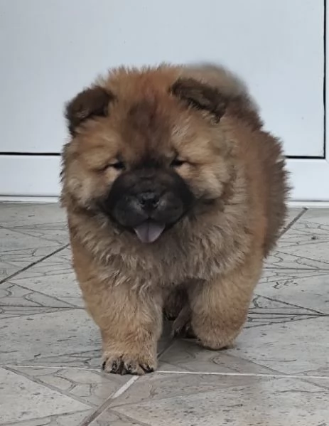 Cau Cau Chow Chow Cattle of both sexes | Foto 0