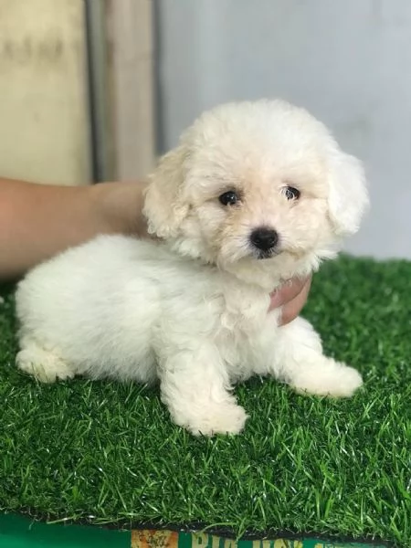 Cuccioli di barboncini toy