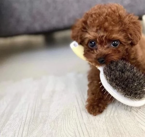 Bellissimi cuccioli barboncino | Foto 0