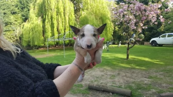 cuccioli di bull terrier femminucce e maschietti disponibili per l'adozione gratuita i cuccioli sono