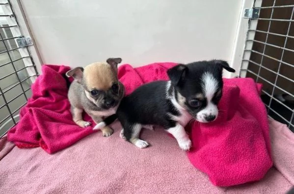 Regala cuccioli di Chihuahua
