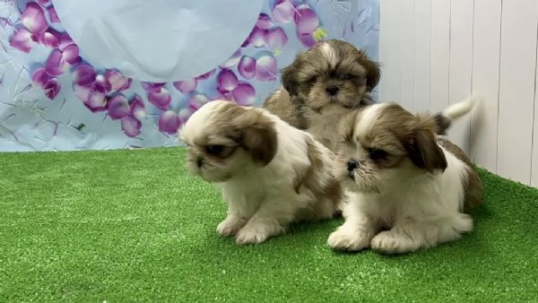 Regala cuccioli di Shitzu | Foto 2