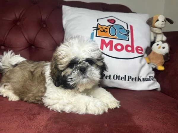 Regala cuccioli di Shitzu | Foto 0