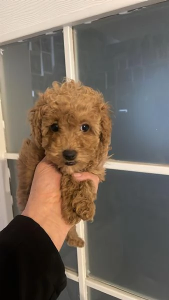 Regala dei cuccioli di barboncino | Foto 2