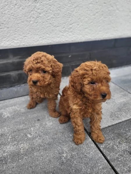 Regala dei cuccioli di barboncino | Foto 1