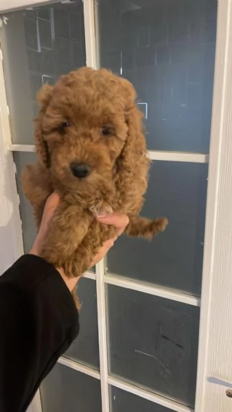 Regala dei cuccioli di barboncino | Foto 0