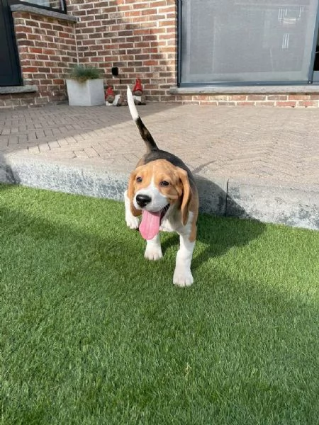 Regala dei cuccioli di Beagle | Foto 0