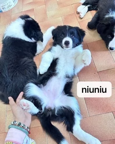 Regala dei cuccioli di Border Collie | Foto 1