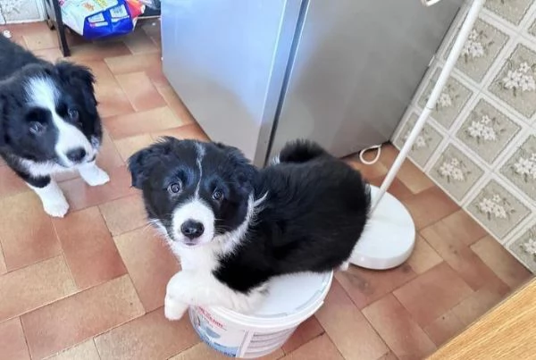 Regala dei cuccioli di Border Collie