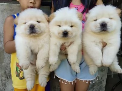 Regalo cuccioli di chow chow femminucce e maschietti 