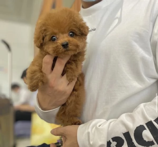 Cuccioli di Barboncini toy 100%