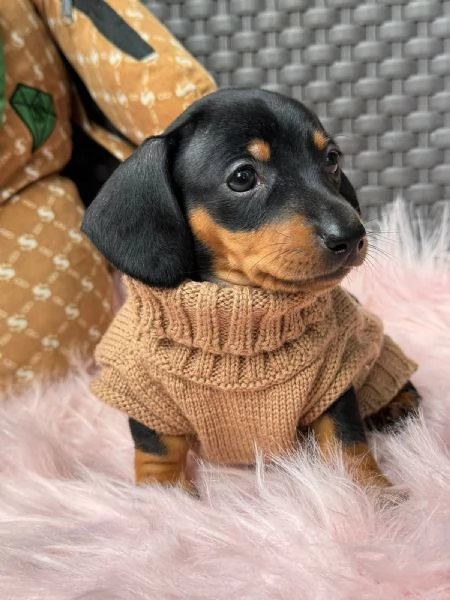 Regala dei cuccioli di Bassotto | Foto 2