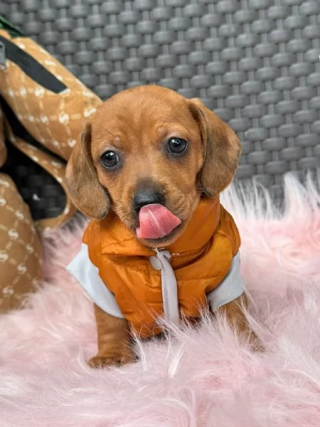 Regala dei cuccioli di Bassotto | Foto 1