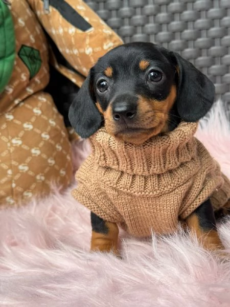 Regala dei cuccioli di Bassotto